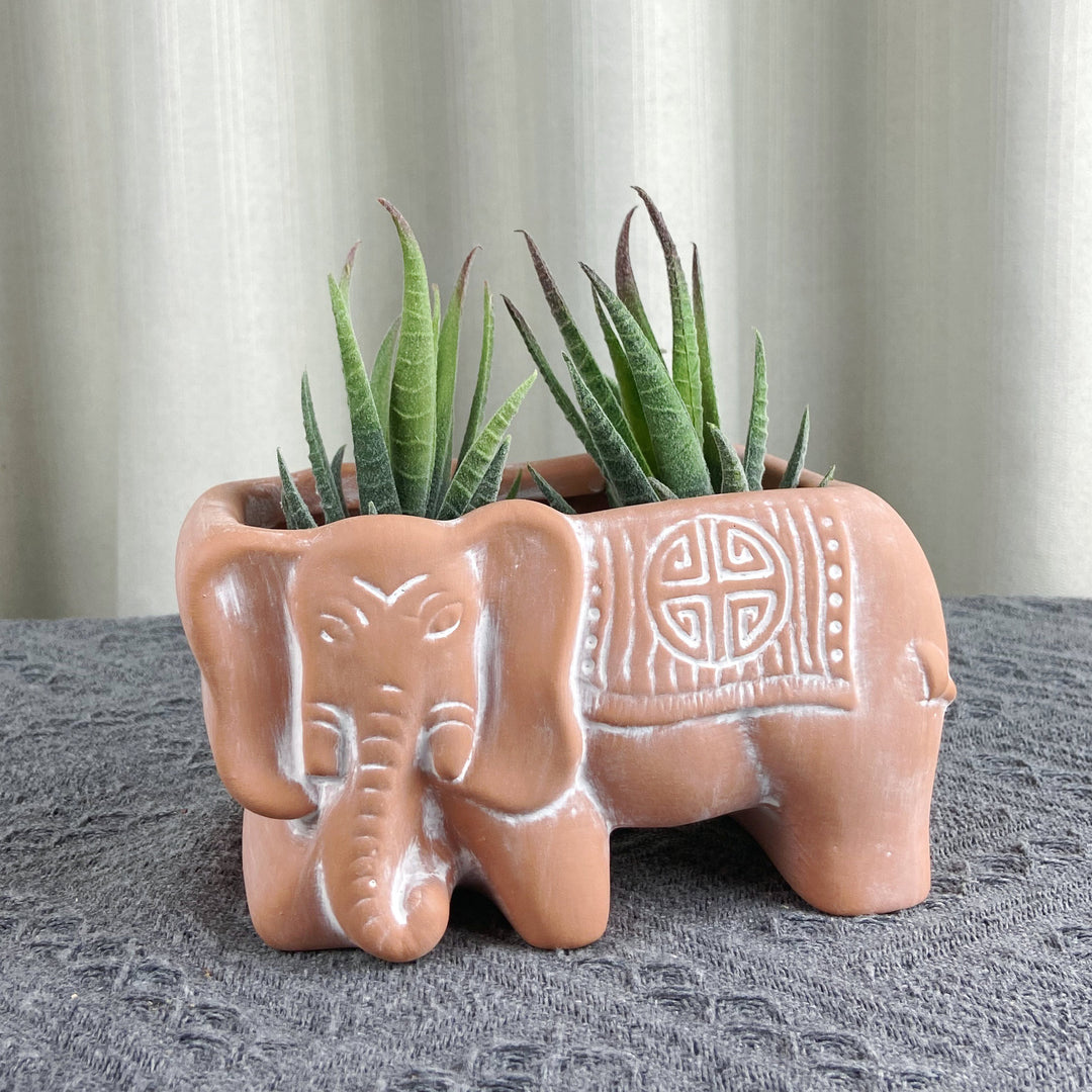 elephant air plants Air Plant and Succulent Planter – Large Elephant Relief Design with Br – Dragon Goods
